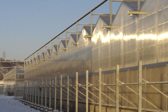 estufa comercial 2 do policarbonato de Venlo da seção de 4000mm/3 cumes pelo período, período de 9600mm