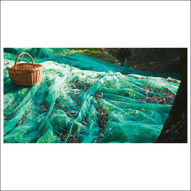 Rede da estrutura verde da trança quadrada/redes verde-oliva do HDPE para colher azeitonas