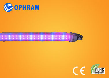 Internos do tomate/alface/marijuana do poder superior IP20 conduzidos crescem as luzes AC85V-265V